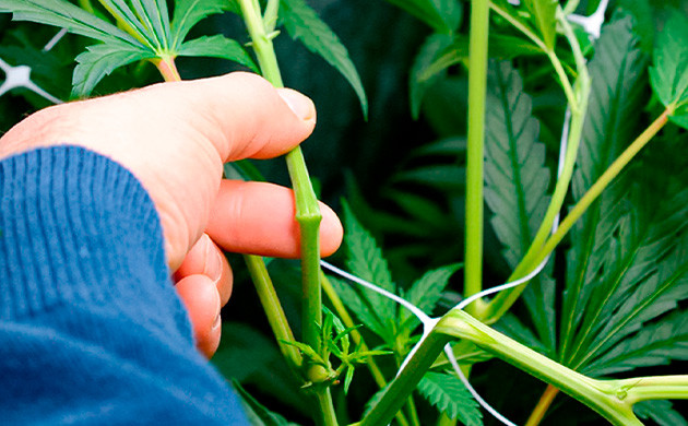 Суперкроппинг: увеличение производства трихом в каннабисе