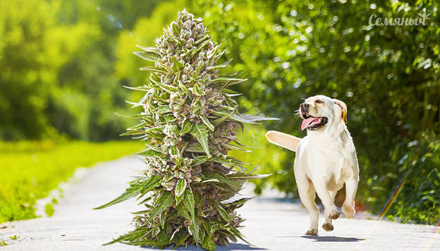 Конопля на прогулке