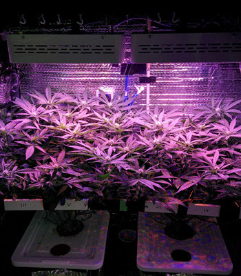 Клоны Fruit Punch на 13 неделе