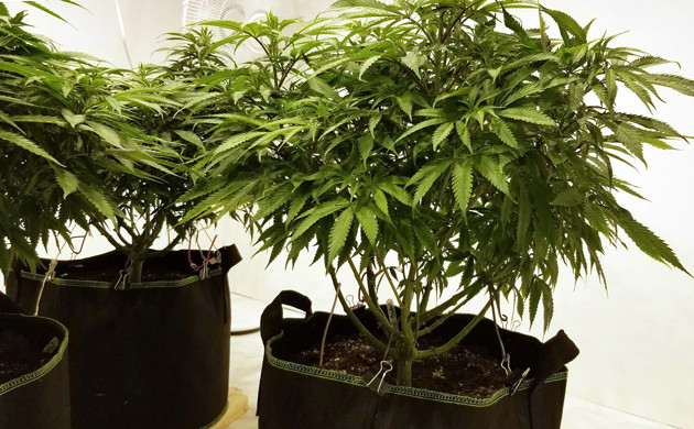 Дефолиация листьев и метод ScrOG