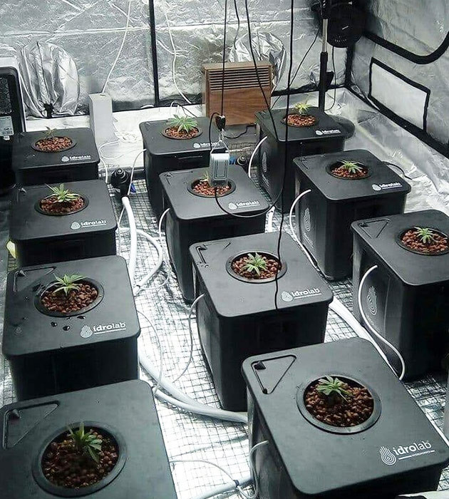 Ростки в системе DWC