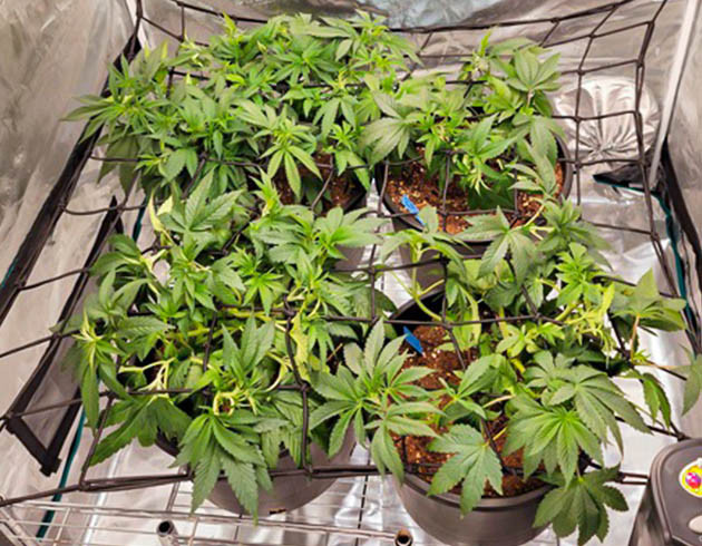 Кусты под ScrOG сеткой