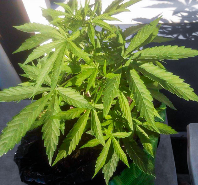 Здоровый конопляный куст высотой 50 см