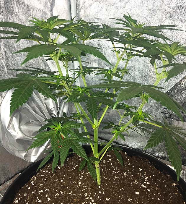 Перевод на цветение куста Strawberry Amnesia