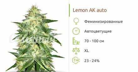 Lemon AK Auto от FastBuds