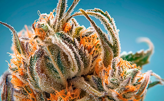 Особенности выращивания Acapulco Gold