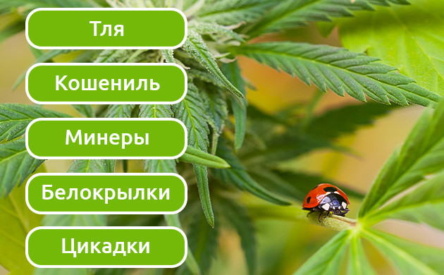 Методы охоты божьих коровок на вредителей