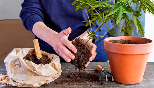 Пересадка марихуаны при выращивании