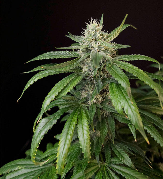 Куст Tropicana Cookies FF на 12 неделе выращивания