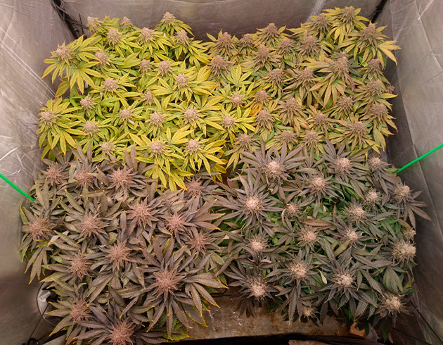 Четыре куста конопли разного цвета листьев