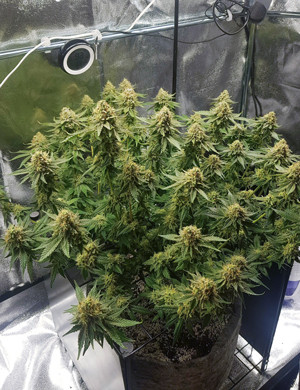 Куст перед харвестом