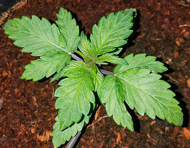 Формирование четвертого узла листьев