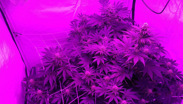 7 неделя выращивания конопли