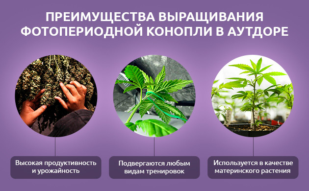 Фотопериодные сорта: выбор для большого урожая