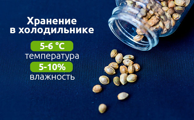 Правильное хранение семян