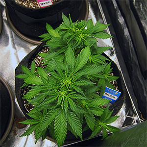 Кусты после fim подрезки