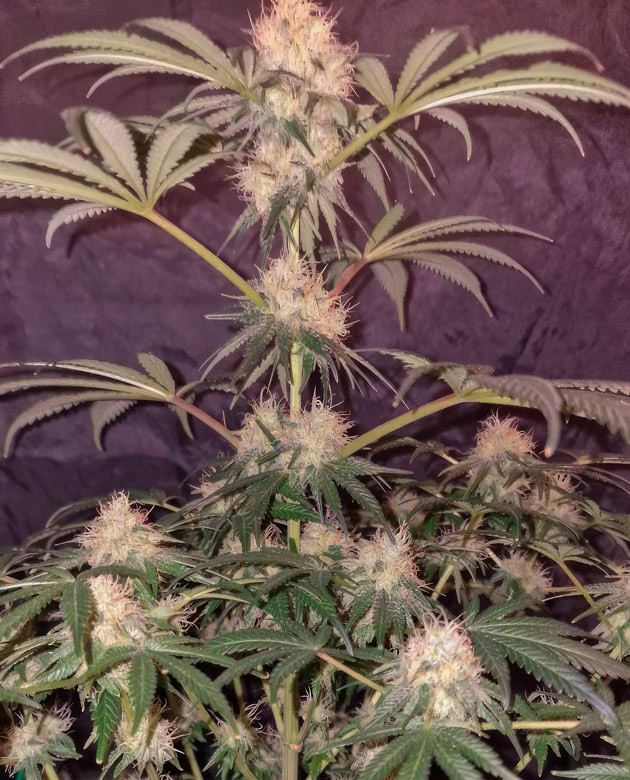 13 неделя роста конопли