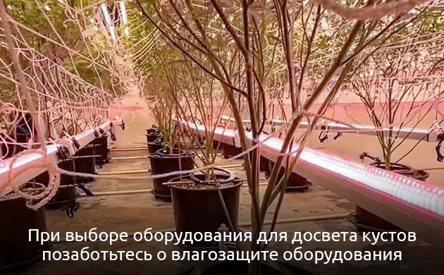 Установка дополнительного освещения при выращивании каннабиса