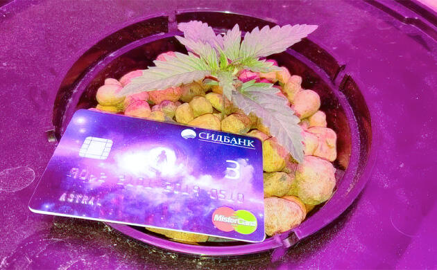 Конопля под LED освещением на начальном этапе роста