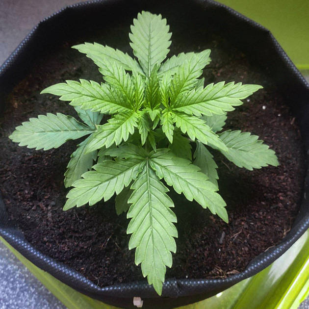 Формирование листьев на 2 неделе выращивания