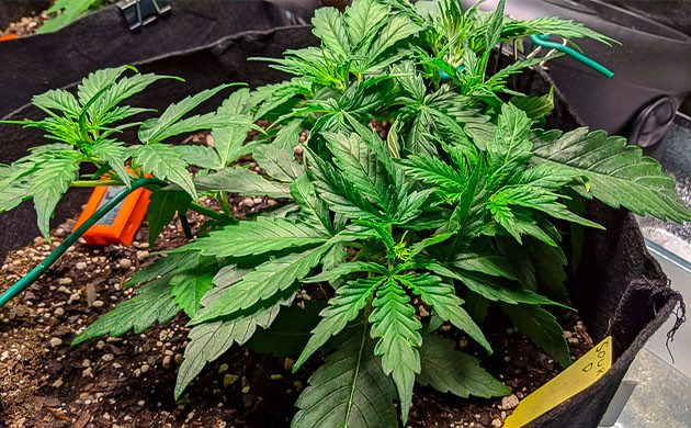 Растягивание ветвей по технике ЛСТ