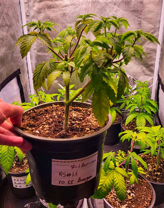 Куст RS11 от 7CH American на 4 неделе выращивания