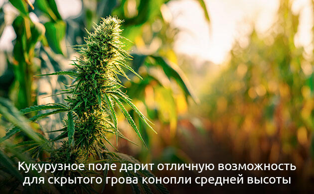 Культивация каннабиса среди сельскохозяйственных культур