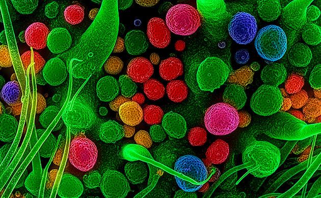 Как работают гормоны каннабиса?