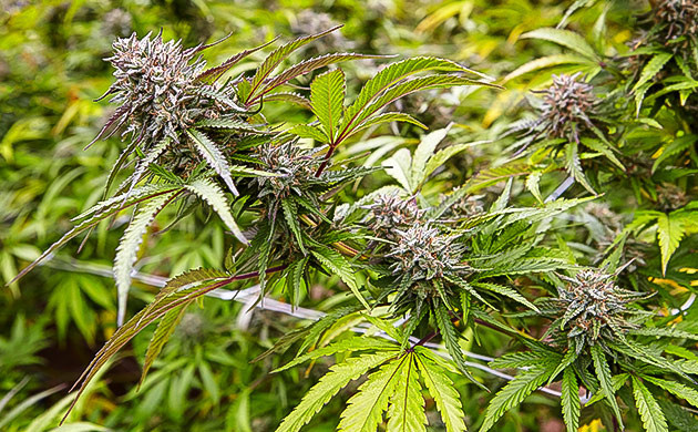  Характеристики выращивания