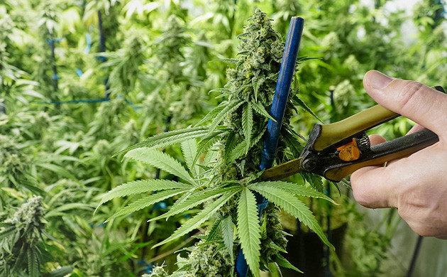 Удаление веерных листьев перед триммингом