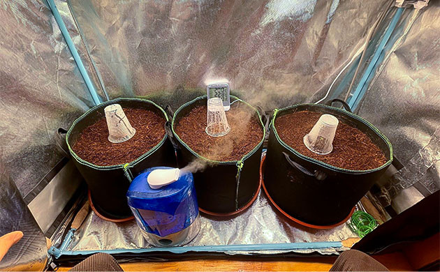 Старт выращивания Gorilla Auto в гроубэгах