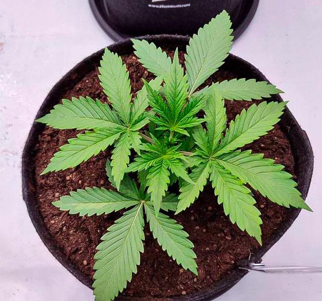 Растишка Guava Auto от FastBuds на 2 неделе