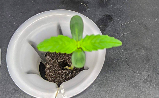 Росток конопли в AeroGrow