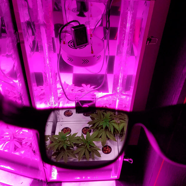 4 неделя выращивания