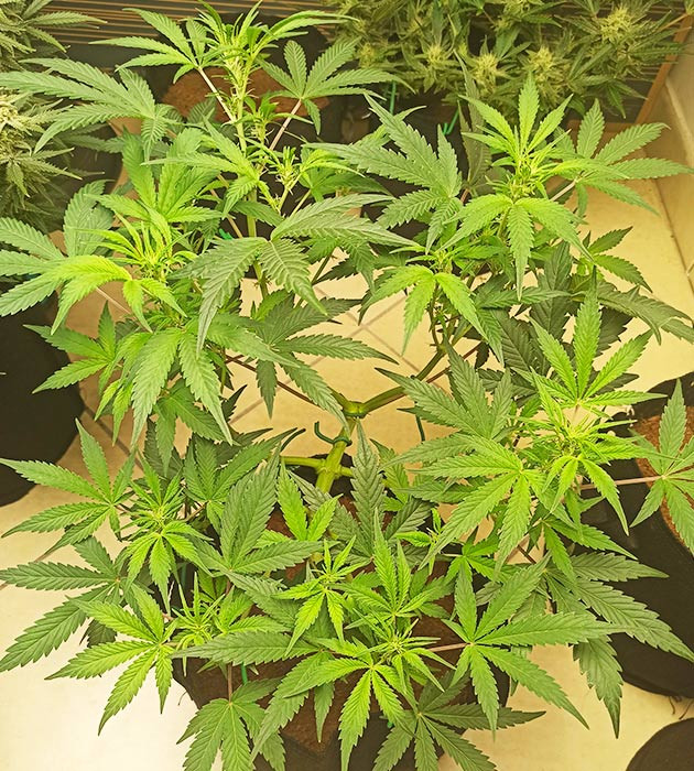 Появление точек роста шишек