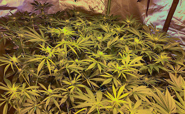 Delicious Candy Early Version в гроутенте