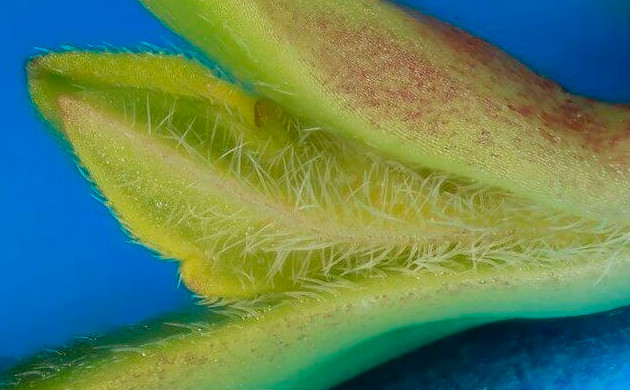 Молодые листочки ростка конопли