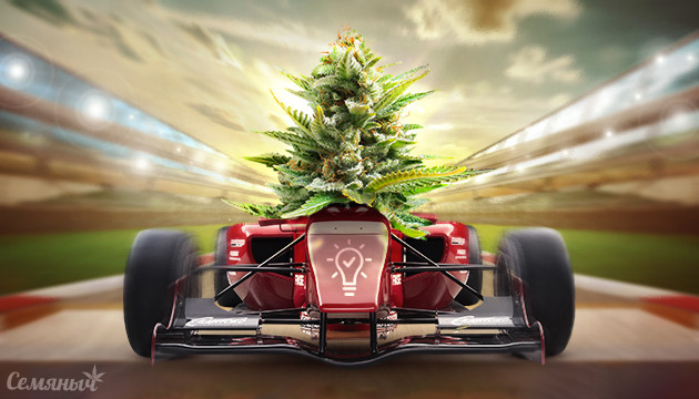 Быстрая сатива