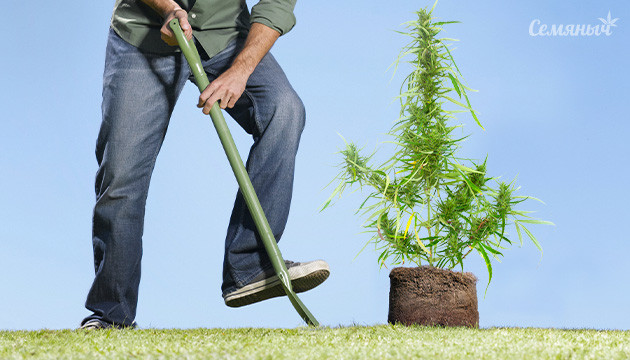 Тест на сорт для аута