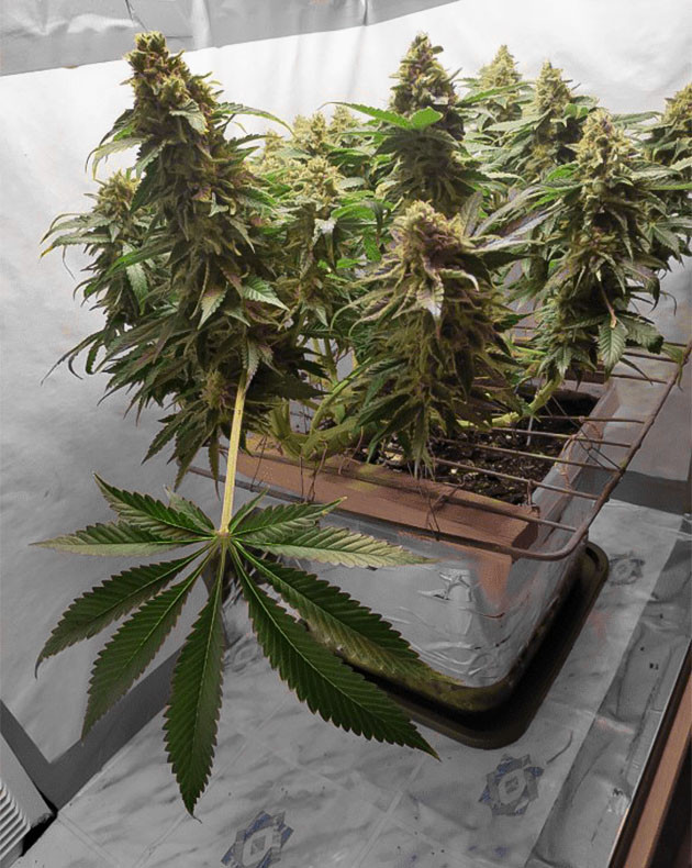 Появление янтарных трихом