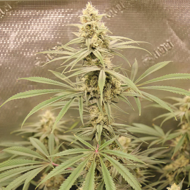 Фаза активного цветения Shiskaberry