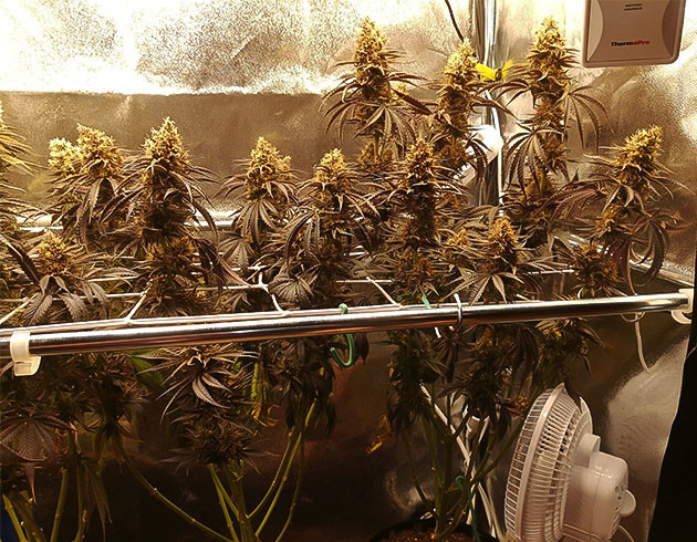 Кусты темно-фиолетового цвета