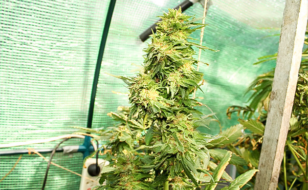 Цветущая ветка каннабиса