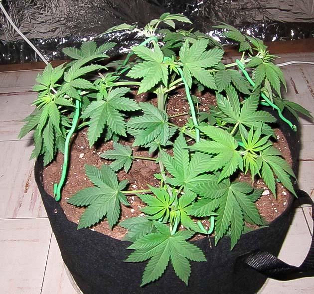 Куст 10th Planet R1 от Ethos Genetics на 5 неделе