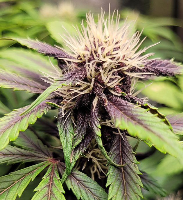 Цитрусовый аромат сорта Purple Lemonade Auto