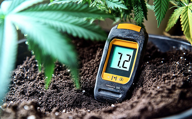 Измерение pH почвы конопли