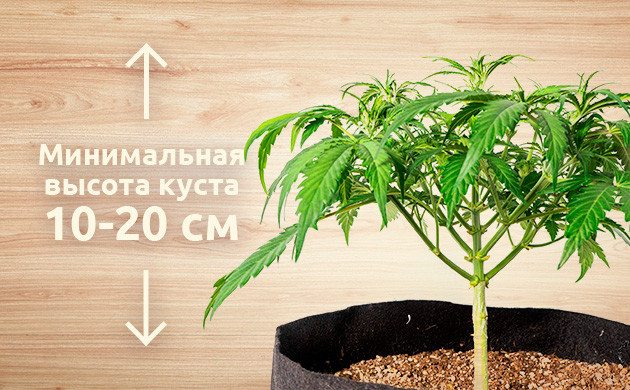 Минимальная высота куста