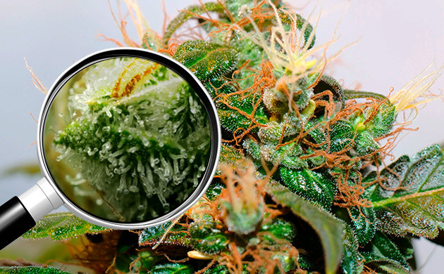 Определение качества сухих шишек конопли