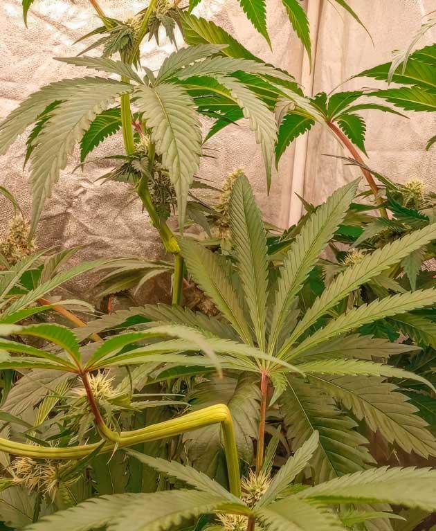 Кусты NUGGZ R1 на 8 неделе выращивания