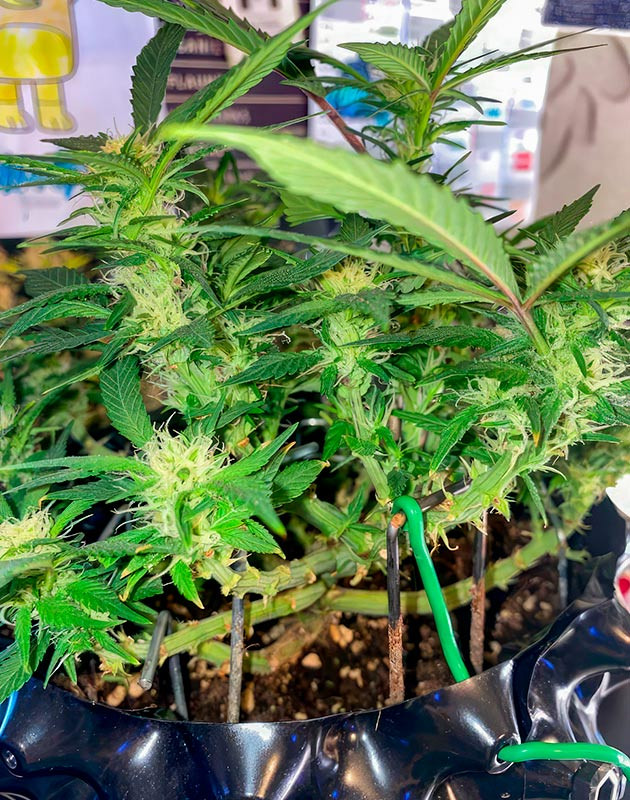 Куст Gorilla Zkittlez Auto на 10 неделе выращивания